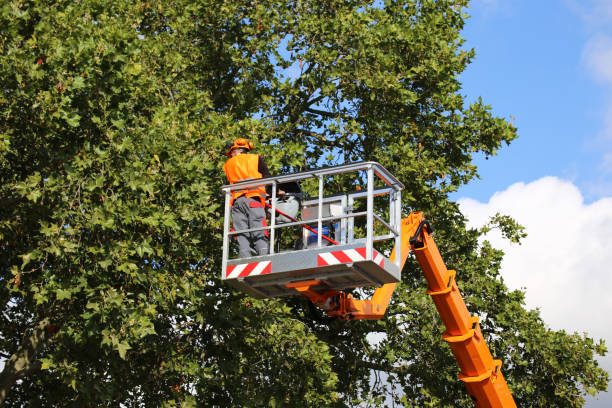 How Our Tree Care Process Works  in  Canton, MO