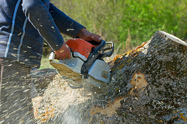 Canton, MO Tree Care  Company